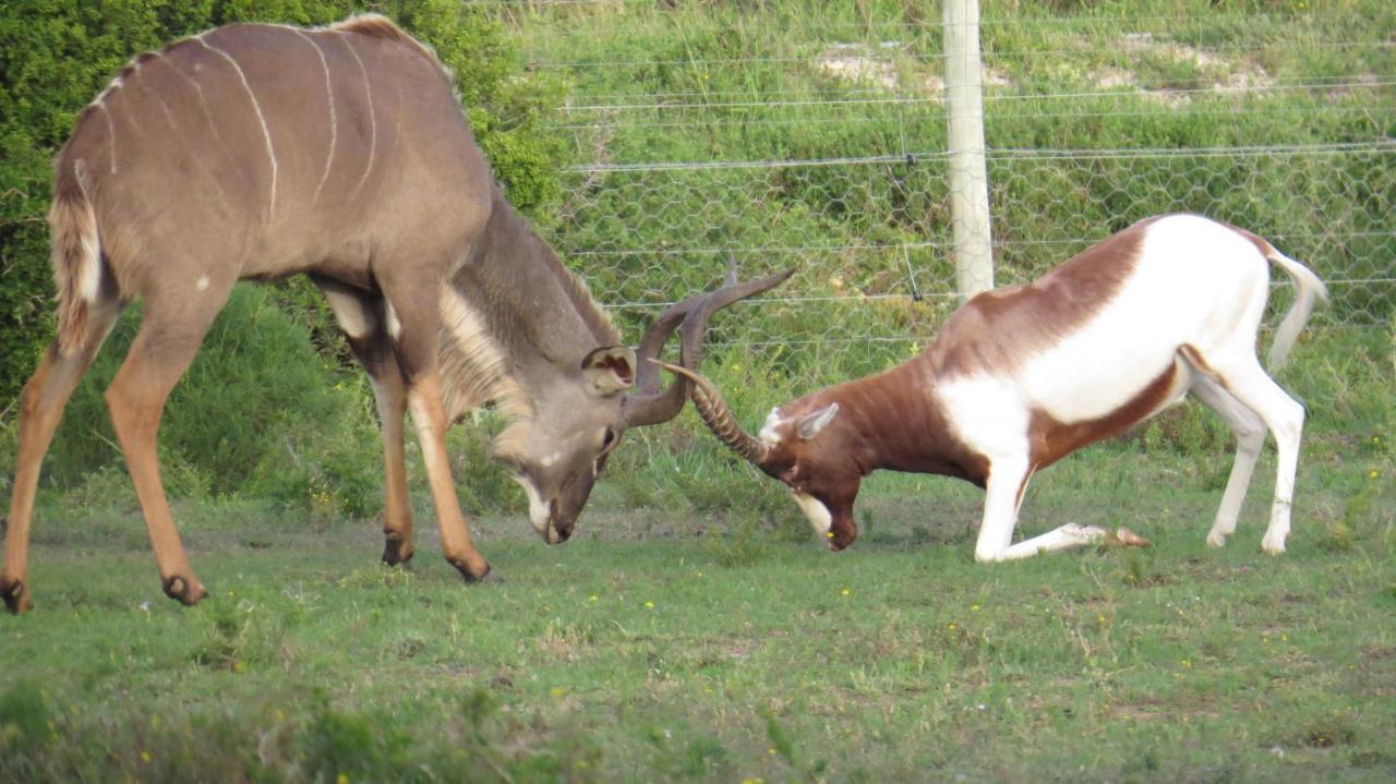 Parkview Safari Lodge Colchester Bagian luar foto