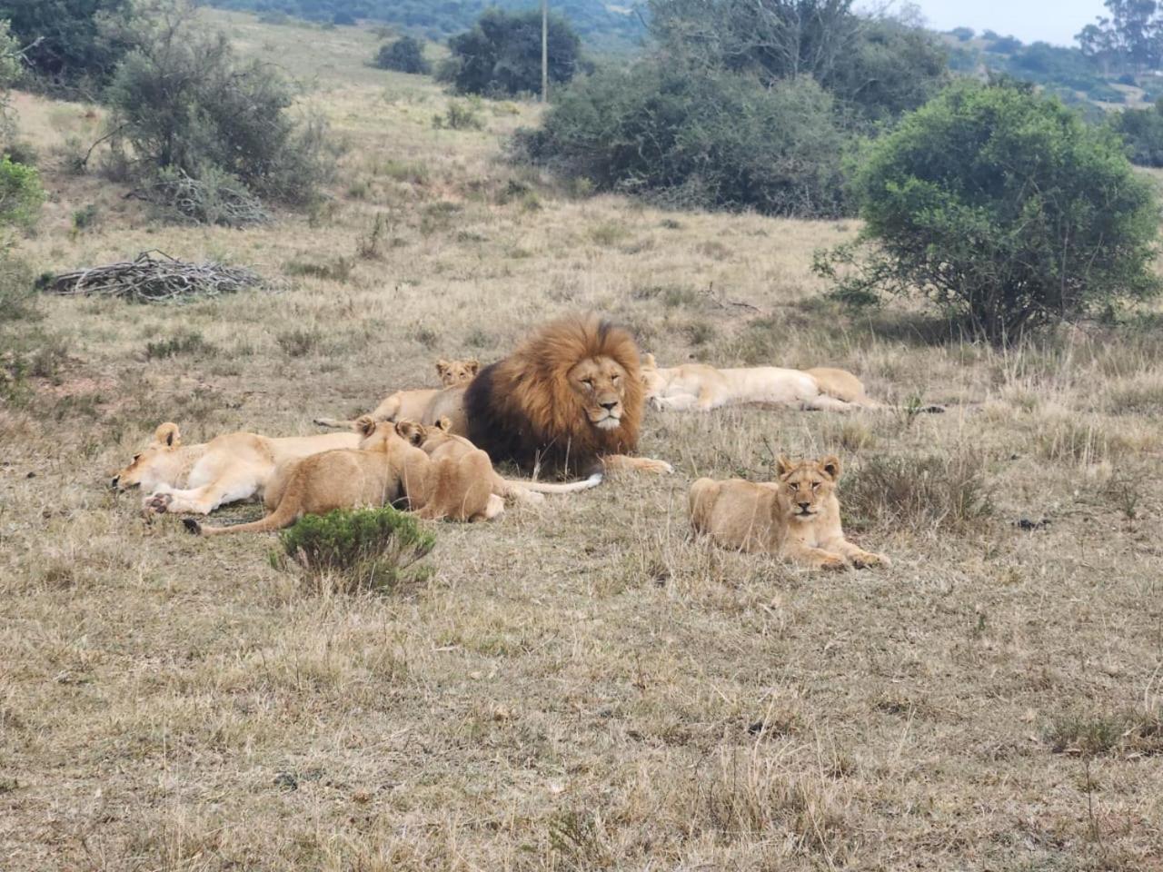 Parkview Safari Lodge Colchester Bagian luar foto