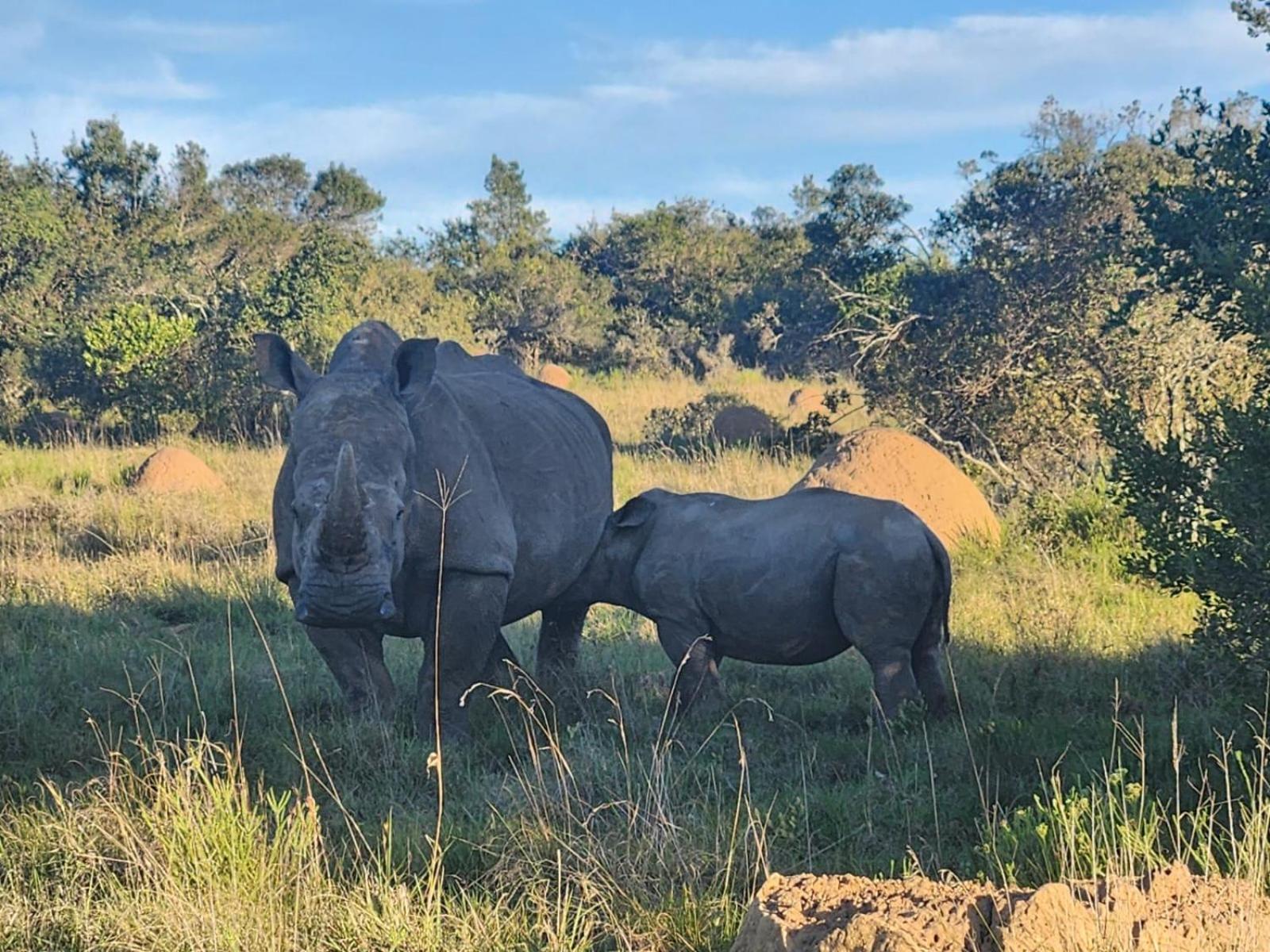 Parkview Safari Lodge Colchester Bagian luar foto