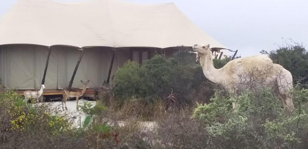 Parkview Safari Lodge Colchester Bagian luar foto